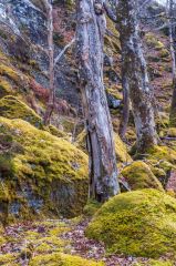 Lichen and moss abounds in the woodland