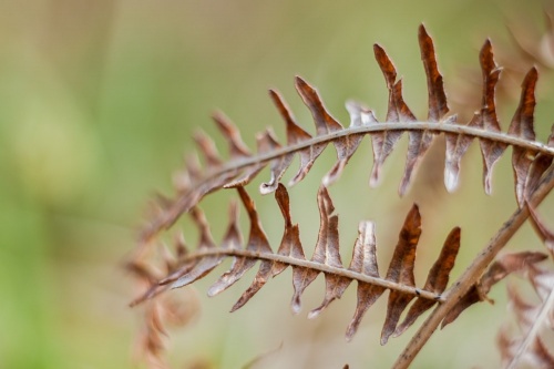 Ferns line the forest path