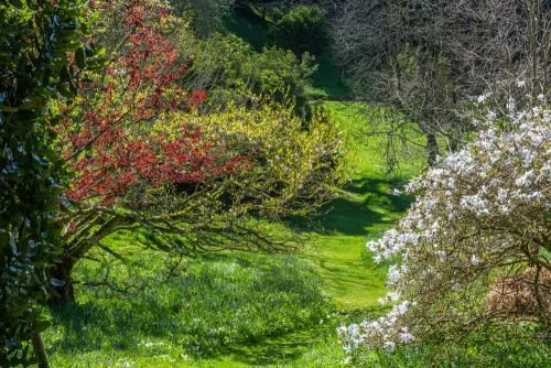 Spring flowers at Gendurgan