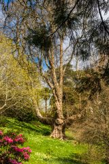 Spring colours bring the garden to life