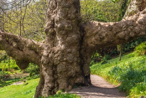 A huge tree on the upper garden path