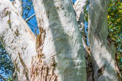 Eucalyptus 'snow gum'