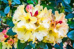 Spring azaleas in bloom