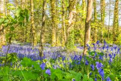 Bluebells in the woods at Godolphin