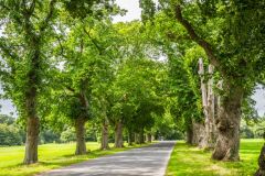 The tree-lined drive