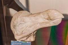 Cast of a dodo skull