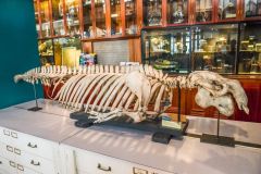 A dugong skeleton- the original mermaid?