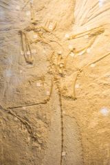 1874 Berlin archaeopteryx skeleton