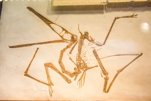 A Pterodactyl skeleton