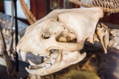 A female lion's skull