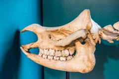 Indian one-horned rhinoceros skull