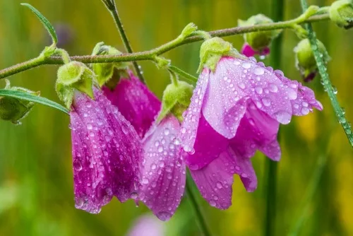 Summer colour after a brief shower