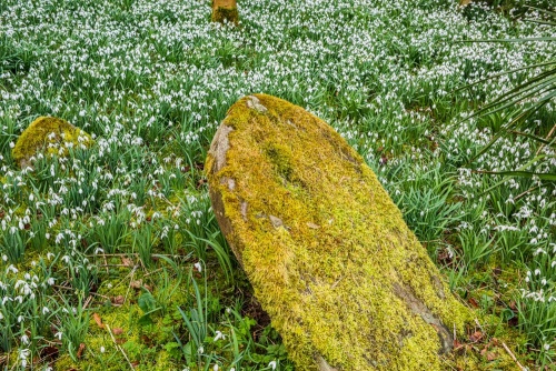 A fallen gravestone