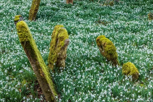 Snowdrops in Great Barrington churchyard
