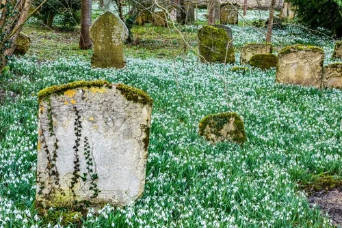 Snowdrops envelop the gravestones