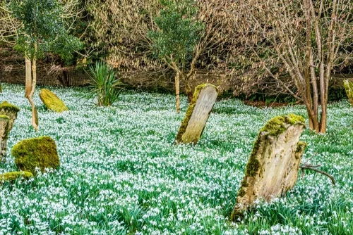 Snowdrops, Great Barrington churchyard