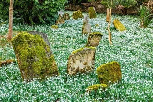 Snowdrops, St Mary's Church, Great Barrington