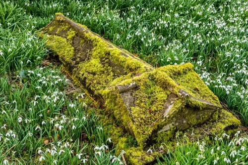 Snowdrops surround a recumbent gravestone