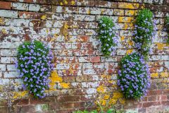 Flowers decorate the garden wall