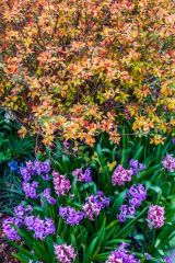 Colour abounds in summer