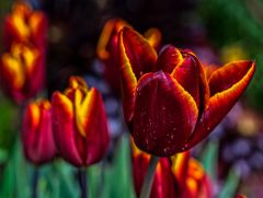 Glorious summer colours