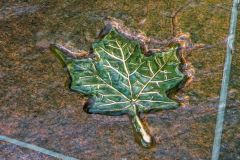 A bronze maple leaf on the Canada Memorial