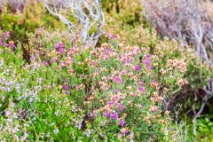 Autumn colour beside the trail