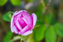 A summer rose in the garden