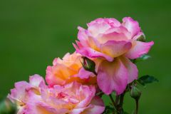 Beautiful roses in bloom in Gunby Hall gardens