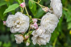 Roses in the Park below the mansion