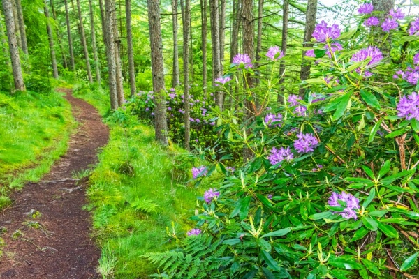 Hafod Estate woodland walk