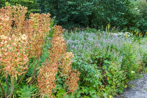 a summer border on the upper terrace