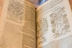 Gerard's Herbal, 1597