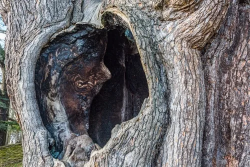 The tree's hollow opening