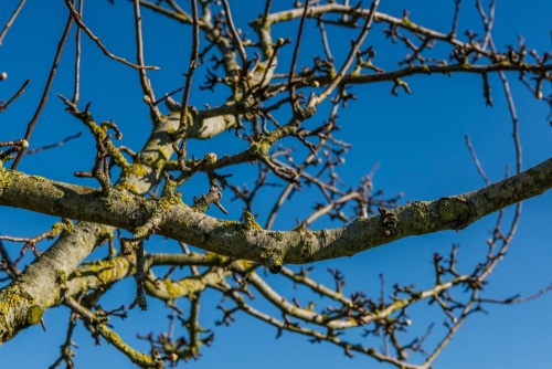 A perry pear tree in March