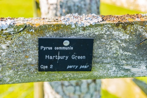 Each variety of perry pear is labelled