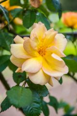 Summer flowers in the formal garden