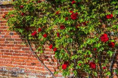 Red roses in the walled garden