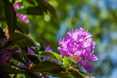 Rhododendrons flourish in the woodland