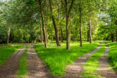 The meeting of two woodland paths