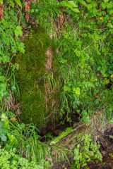 The Eye Well, said to cure eye problems