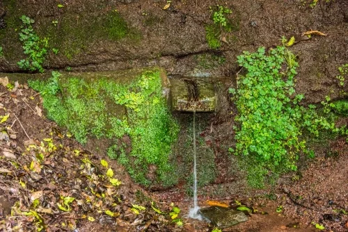 The Swan's Well