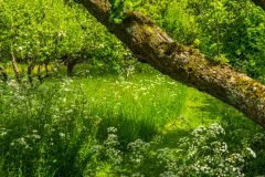 Helmingham Hall Gardens, The Wild Garden walk