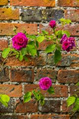 Helmingham Hall Gardens, Roses on the Spring Border