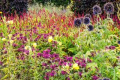 The colourful hot border