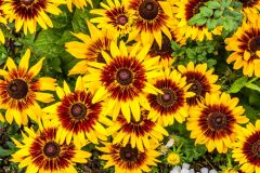 Summer colour in Helmsley Walled Garden