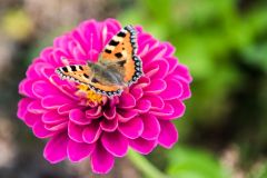 A small tortoiseshell butterfly enjoying a colourful dahlia