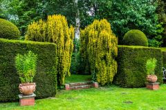 Formal topiary hedges