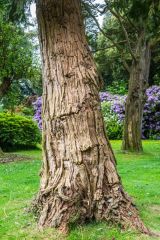 Lawson cypress tree in the arboretum