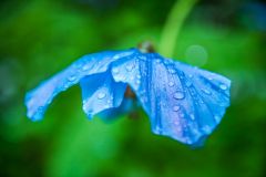 A blue Himalayan poppy in bloom